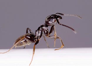 disinfestazione dalle formiche