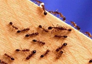 formiche infestanti