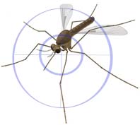 vespe e zanzare infestanti